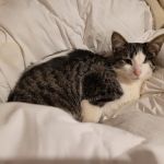 Veterinary Medical Hospital: Dawson B J DVM