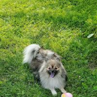 Veterinary Medical Hospital ico