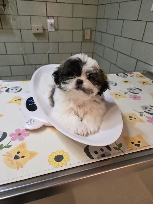 Veterinary Medical Hospital Picture 9