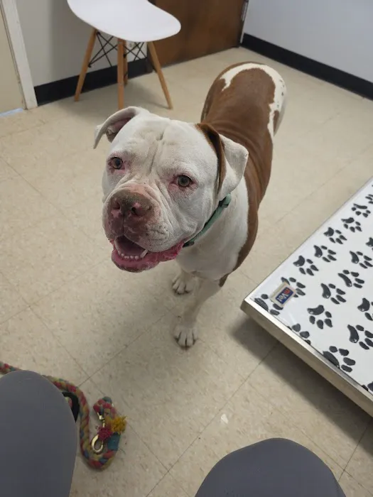 Animal Medical Center of Flint Picture 9