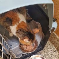 Howell Animal Hospital ico