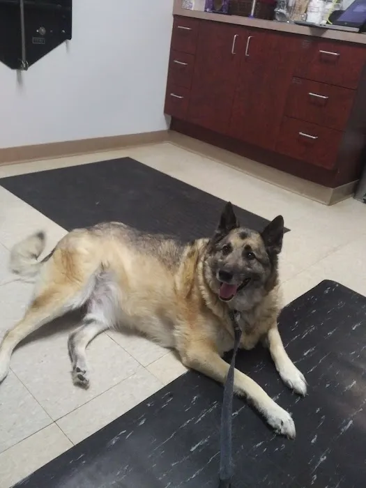 Town Center Veterinary Associates Picture 2