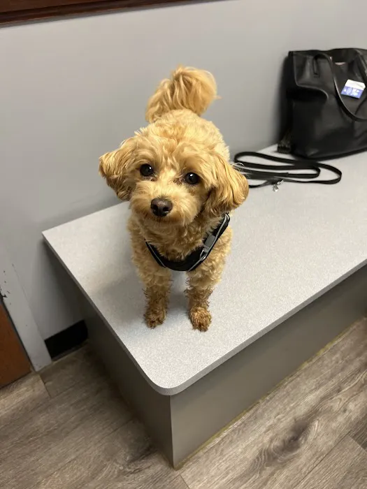 Town Center Veterinary Associates Picture 6