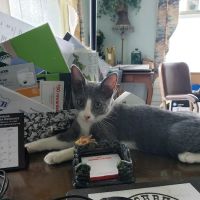 Lynchburg Veterinary Hospital ico