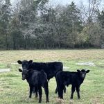 TennSouth Veterinary Services