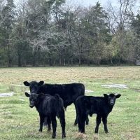 TennSouth Veterinary Services ico