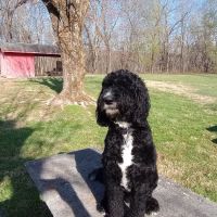 All Creatures Veterinary Clinic ico