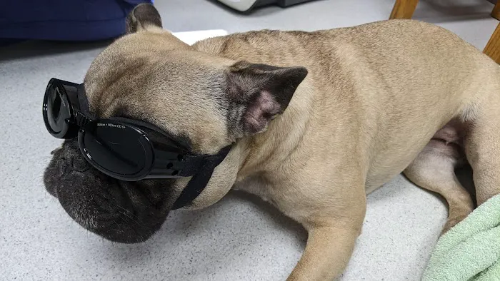 All Creatures Veterinary Clinic Picture 5