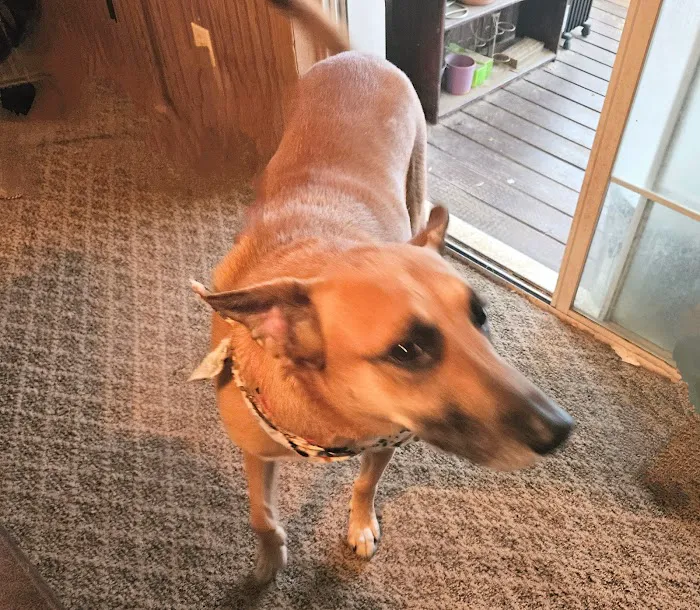 Hambrick Animal Clinic Picture 3