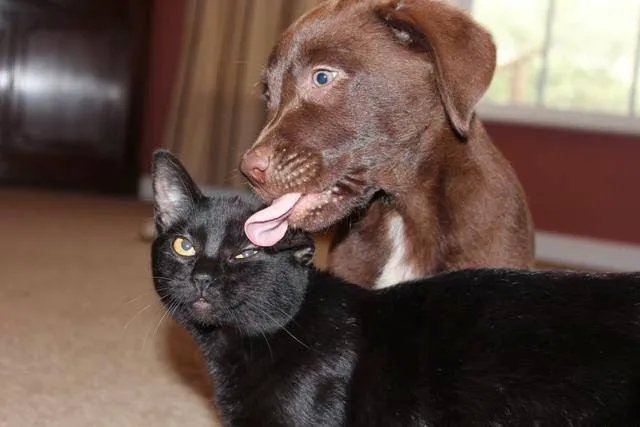 Hambrick Animal Clinic Picture 1