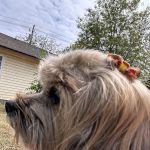 Crownover Animal Clinic