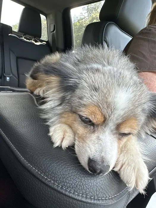 Crownover Animal Clinic Picture 7