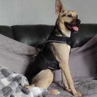Lewisburg Animal Hospital ico