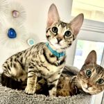Lovet Pet Health Care - Happy Valley