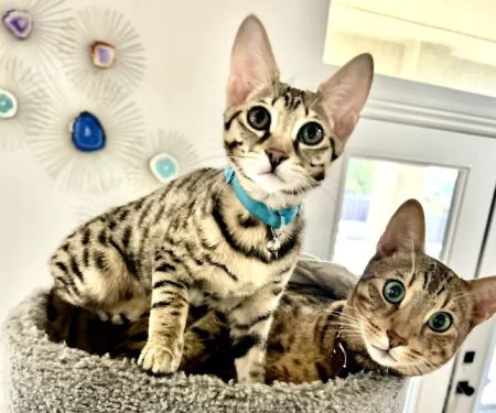 Lovet Pet Health Care - Happy Valley