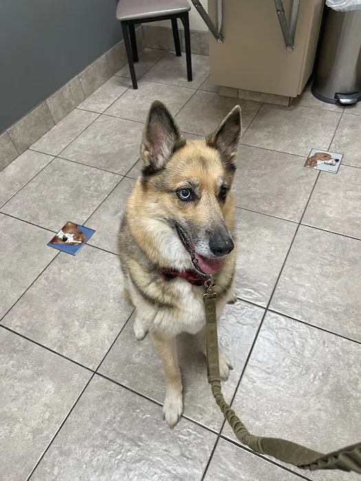 Lovet Pet Health Care - Happy Valley Picture 4