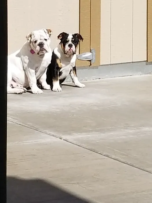 Lovet Pet Health Care - Happy Valley Picture 5