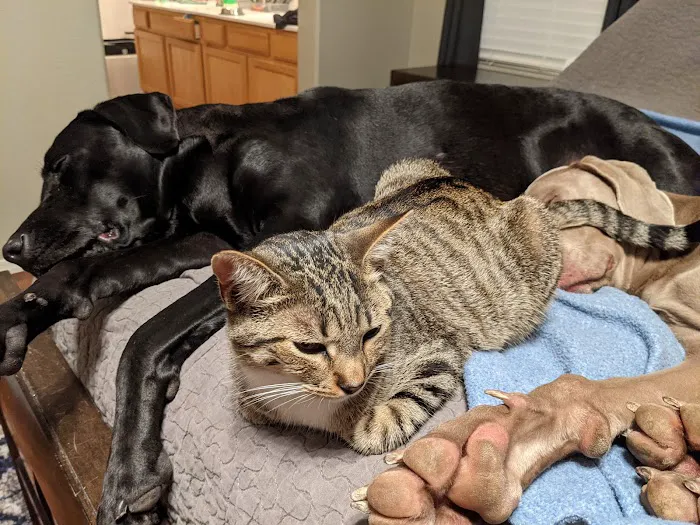 Lovet Pet Health Care - Happy Valley Picture 8