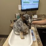 Parkway Animal Clinic