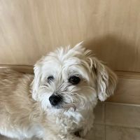 Vistancia Animal Hospital ico