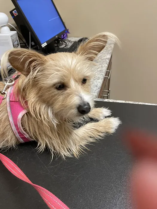 Vistancia Animal Hospital Picture 3