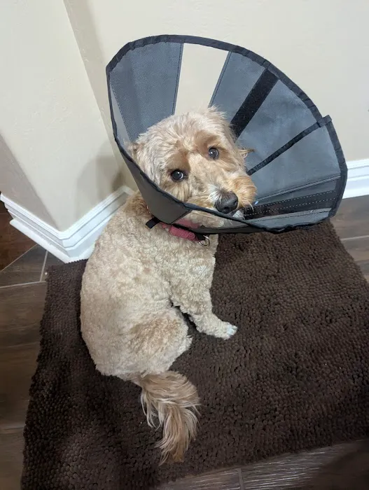 CityVet | Lone Mountain Veterinary & Urgent Care Picture 2