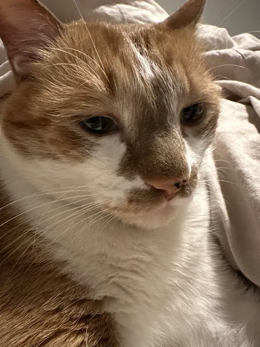 CityVet | Lone Mountain Veterinary & Urgent Care Picture 1