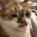CityVet | Lone Mountain Veterinary & Urgent Care