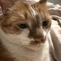 CityVet | Lone Mountain Veterinary & Urgent Care ico