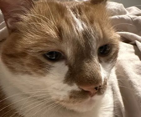 CityVet | Lone Mountain Veterinary & Urgent Care