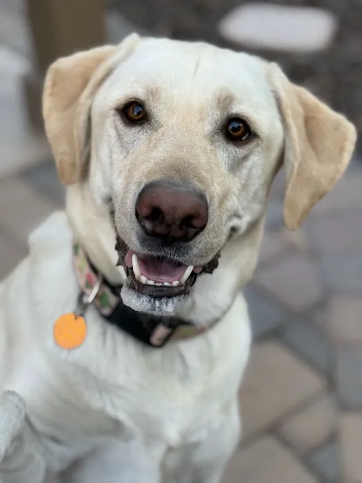 CityVet | Lone Mountain Veterinary & Urgent Care Picture 6