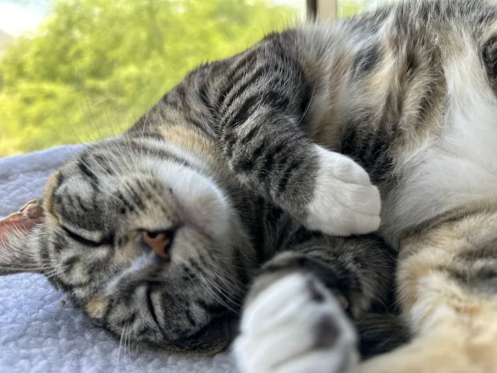 CityVet | Lone Mountain Veterinary & Urgent Care Picture 4