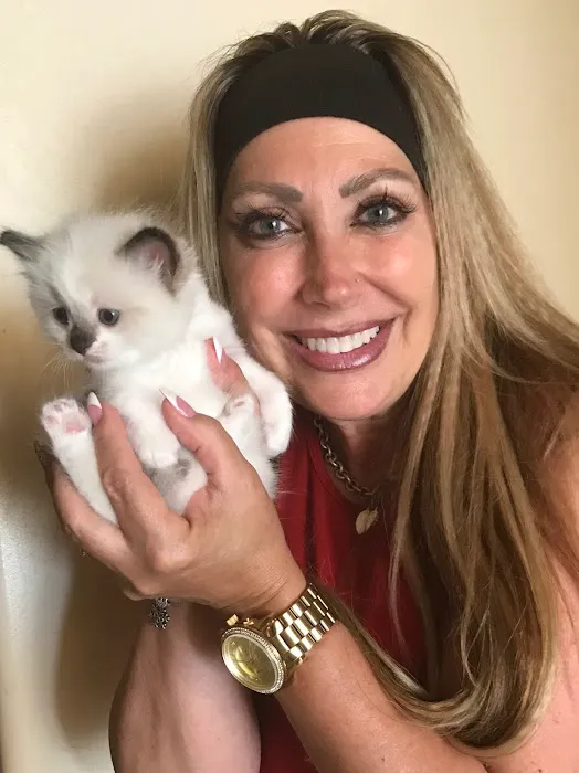 Razmataz Ragdoll Cats Picture 1