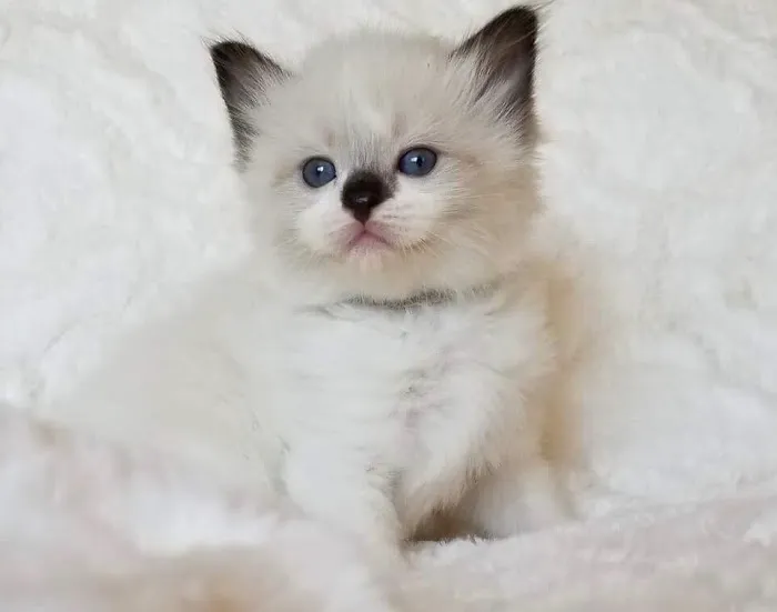 Razmataz Ragdoll Cats Picture 2