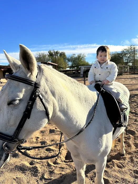 Cave Creek Equine Sports Medicine & Surgery Picture 3