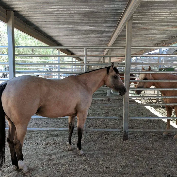 Cave Creek Equine Sports Medicine & Surgery Picture 4