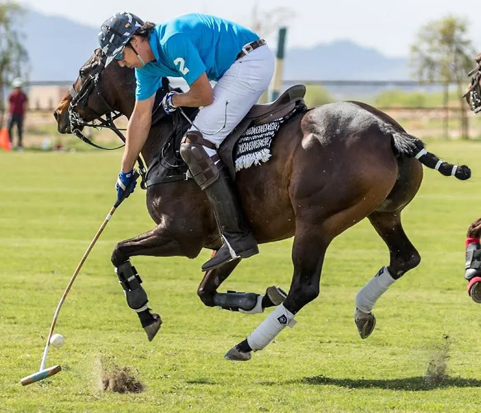 Cave Creek Equine Sports Medicine & Surgery Picture 7