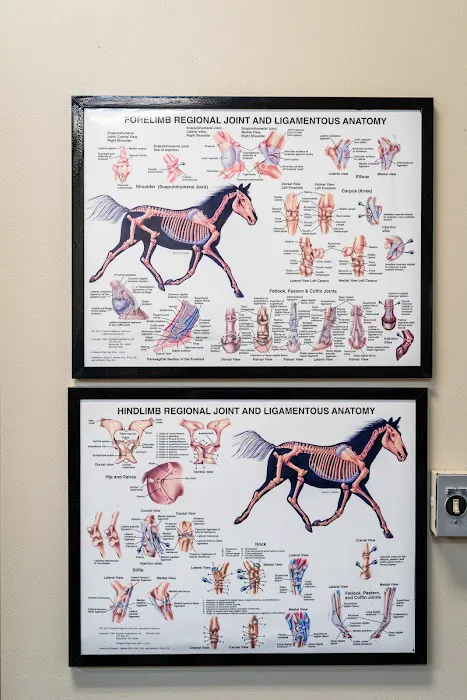 Cave Creek Equine Sports Medicine & Surgery Picture 9