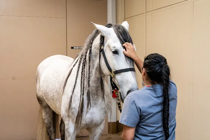 Cave Creek Equine Sports Medicine & Surgery Picture 10