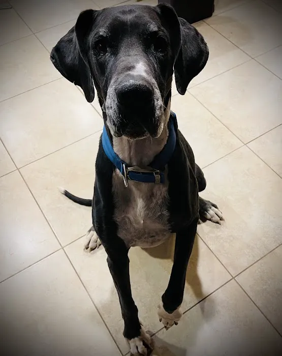 Desert Hills Animal Clinic Picture 5
