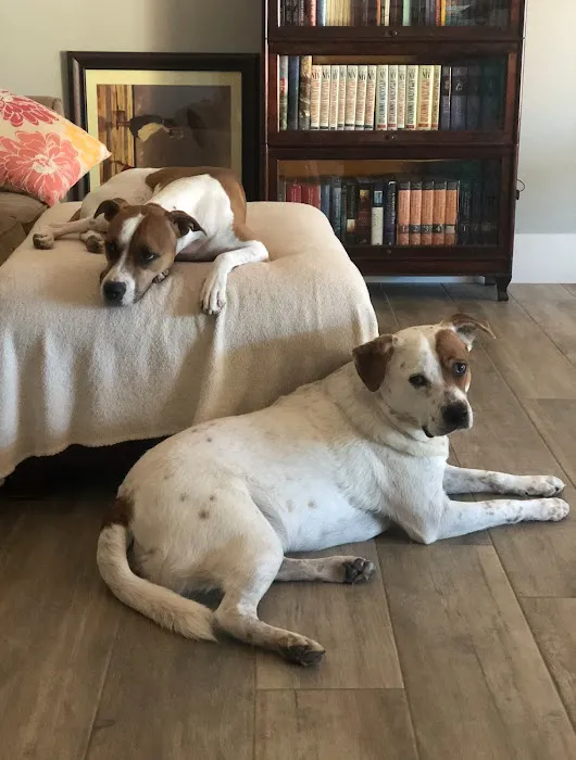 Desert Hills Animal Clinic Picture 4