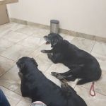 Rahal, Cheryl, Dvm - Desert Hills Animal Clinic