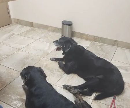 Rahal, Cheryl, Dvm - Desert Hills Animal Clinic