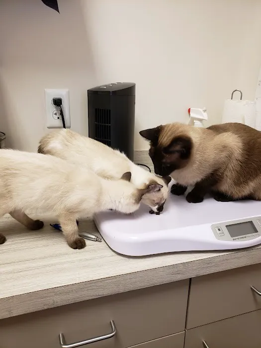 The Pet Wellness Center Picture 3