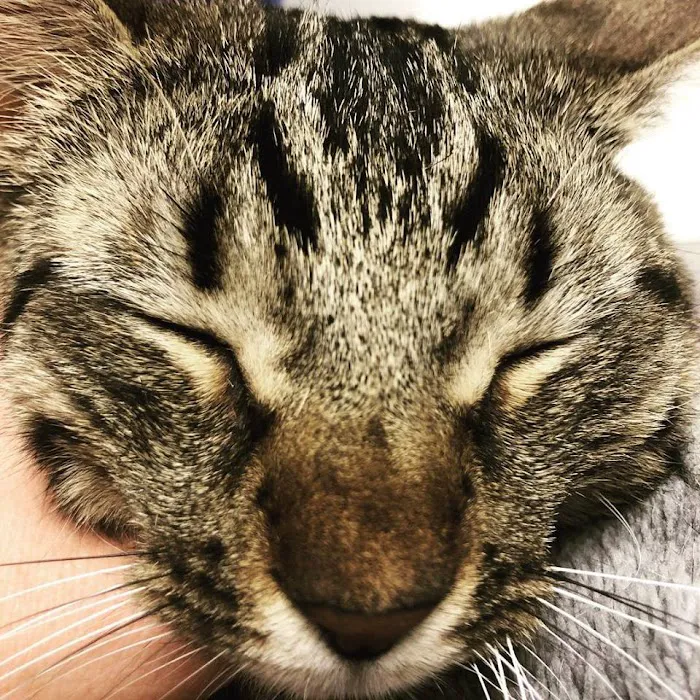 The Pet Wellness Center Picture 9
