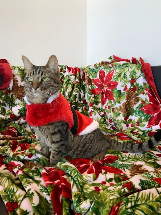 The Pet Wellness Center Picture 8