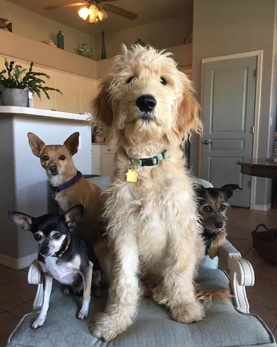 The Pet Wellness Center Picture 7