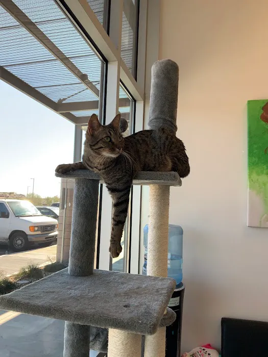 The Pet Wellness Center Picture 6