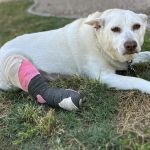 Sonoran Foothills Pet Clinic