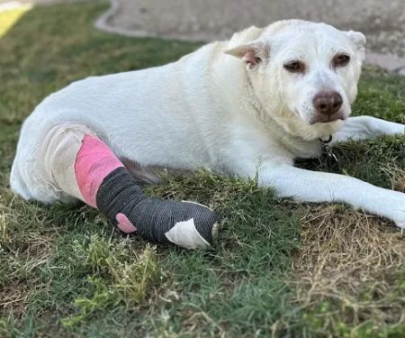 Sonoran Foothills Pet Clinic